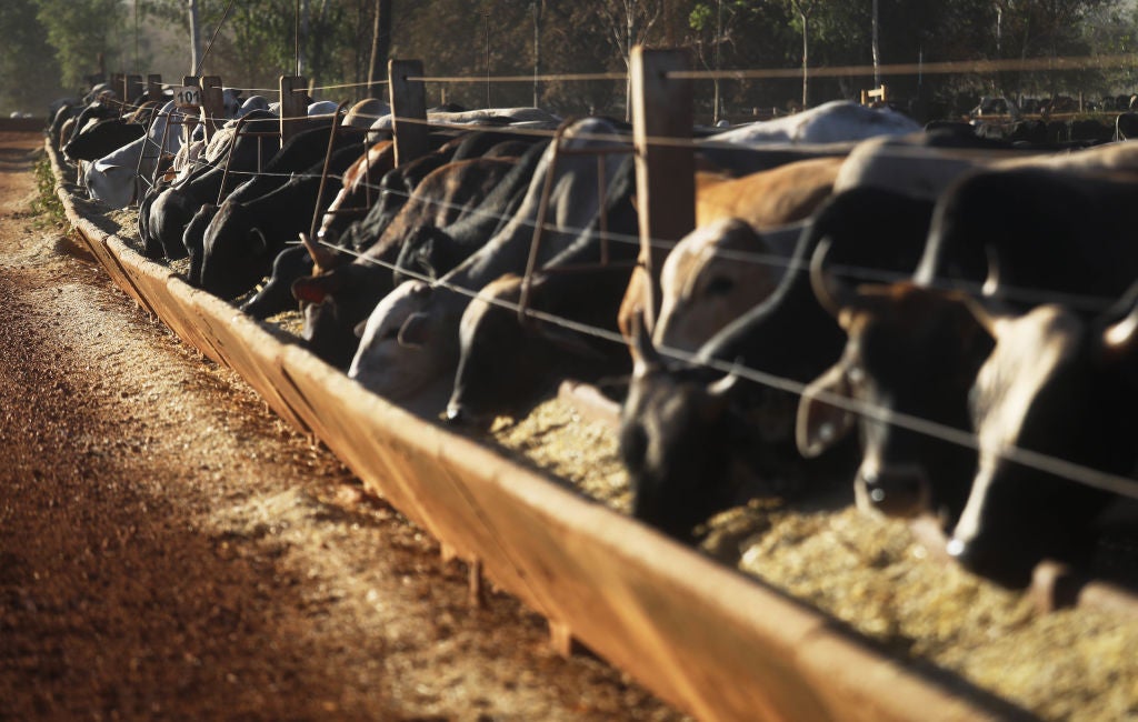 Why is unsustainable meat consumption increasing? Investment Monitor