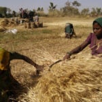 Why we must bridge the gender divide in our food systems