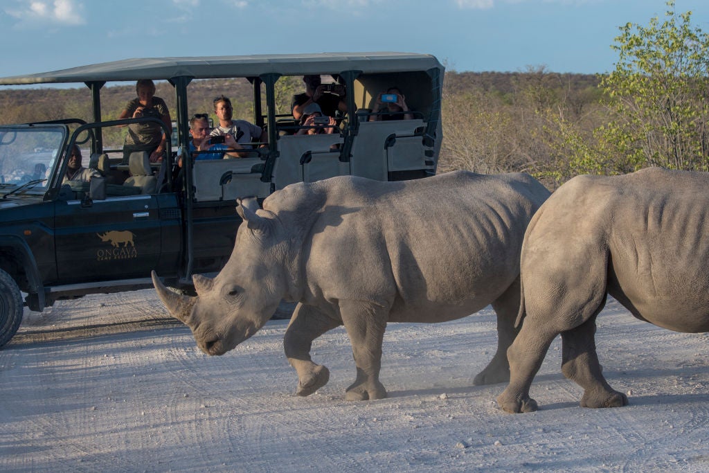 tourism-africa-rhino