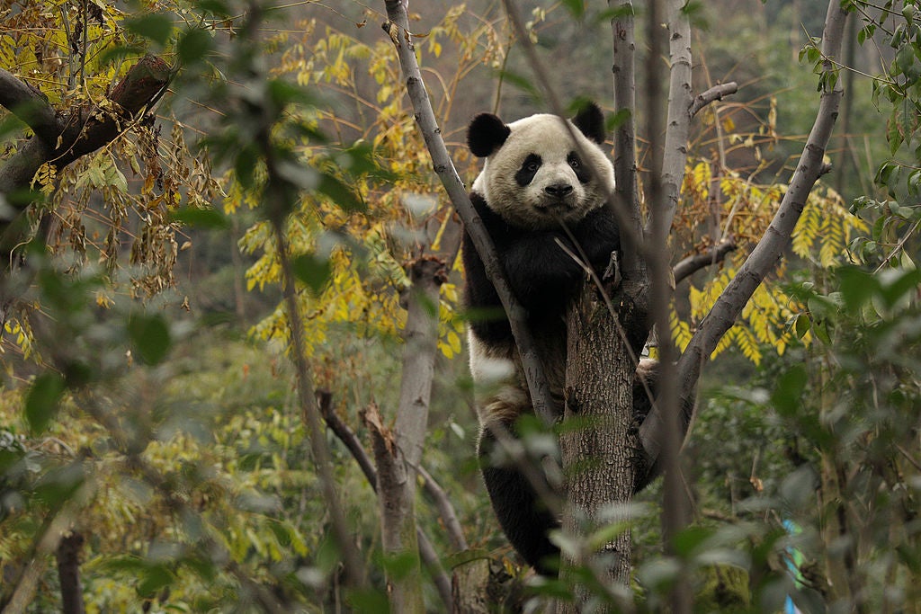 china-nature-panda