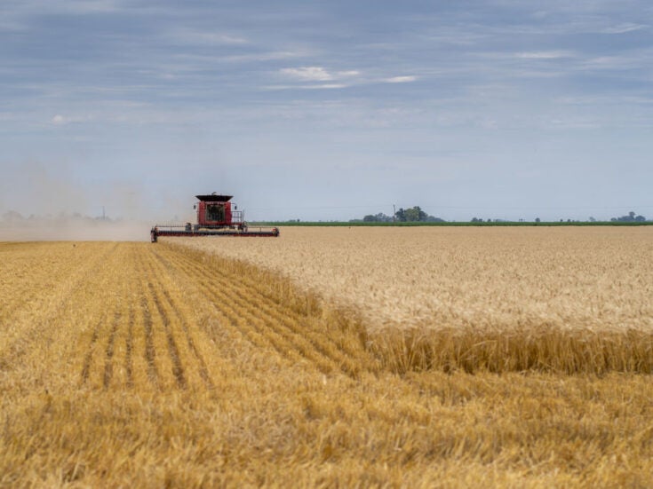 Why the price of wheat is so important to food security and global stability