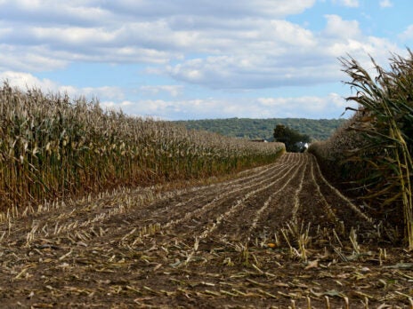 Escaping the maize conundrum: Can the crop be grown without damaging the environment?