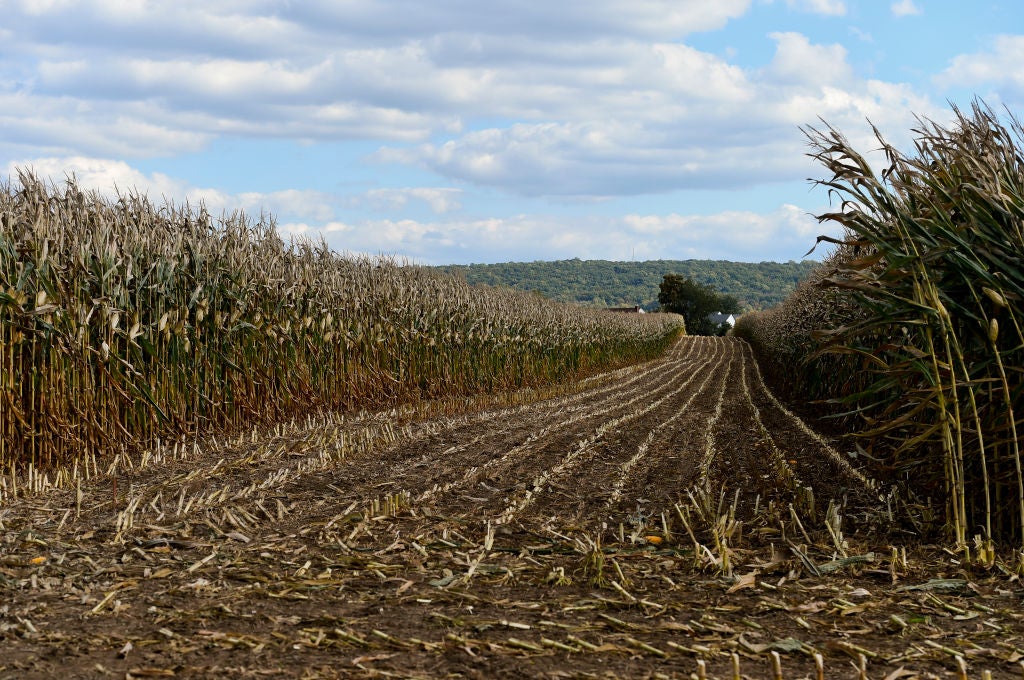 maize-corn-crop