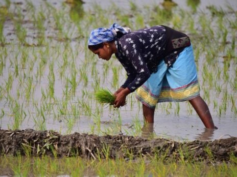 Is rice production sustainable?