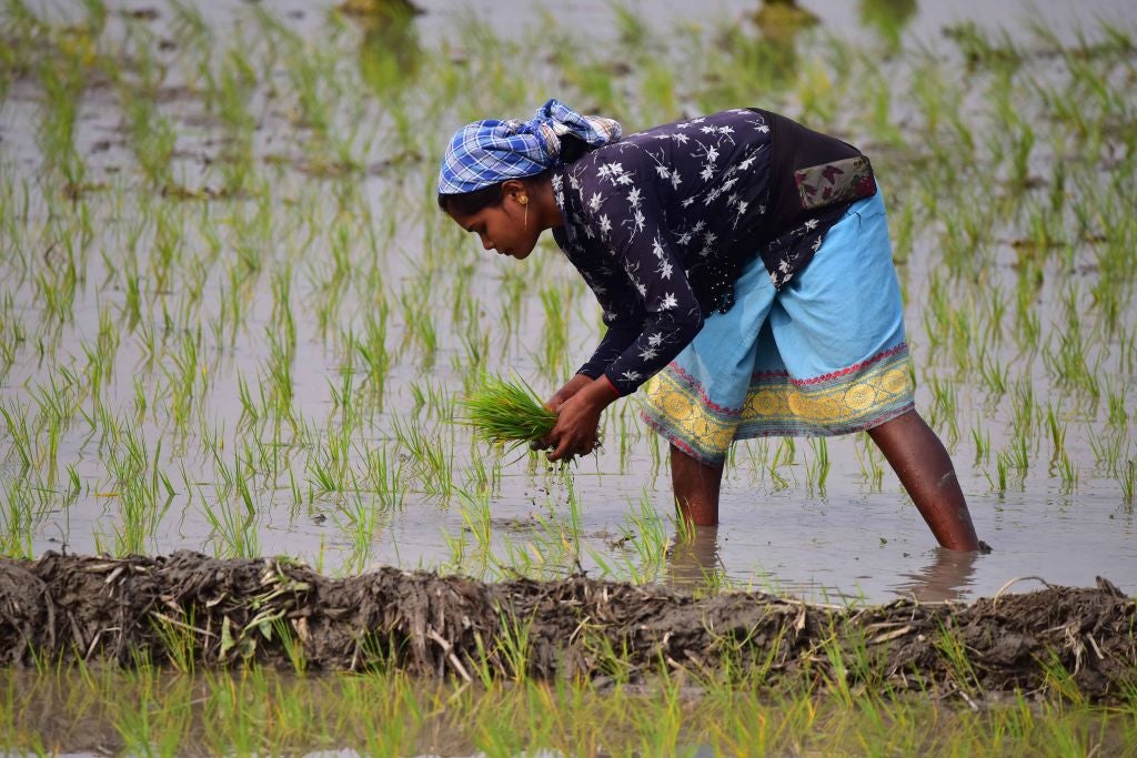 India-rice-paddy