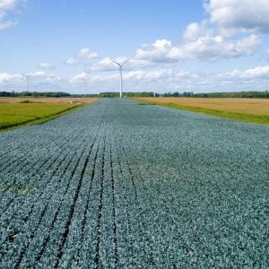 turquoise broccoli field in Montreal with wind turbines in the distance