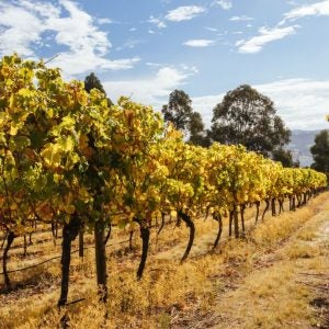 A warm autumn day with yellow and orange colored vines in the Tamar Valley near Launceston, Tasmania, Australia